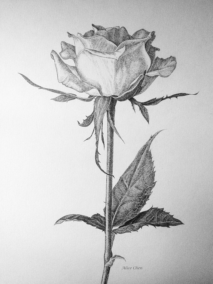 钢笔画-玫瑰