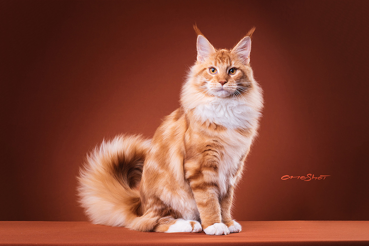 OneShot to Take a Shot（图ZMTE1ODQyNjMy） - 宠物摄影 - 站酷设计师克查原创素材 - 站酷ZCOOL