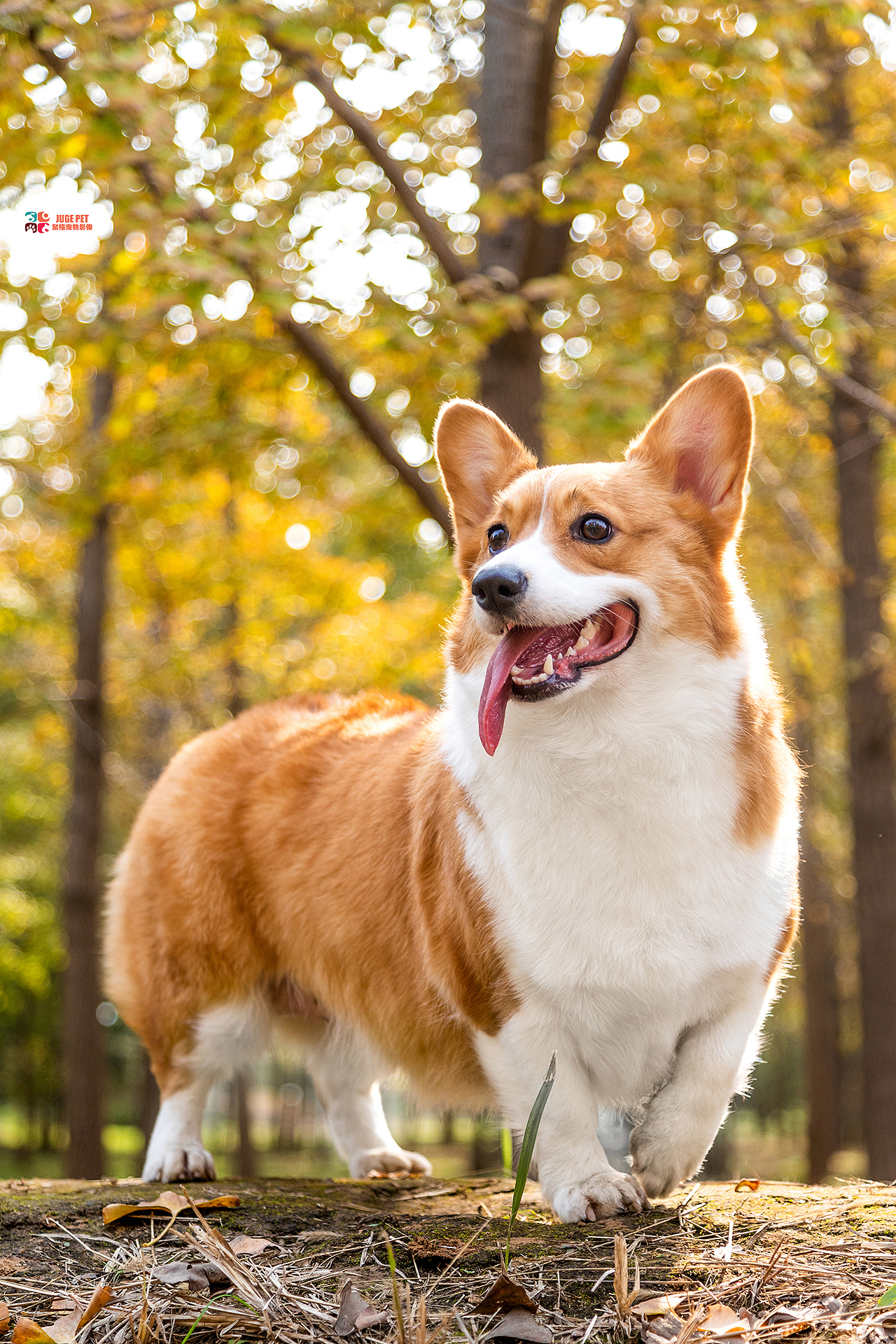 聚格宠物摄影|毛孩子们的春天