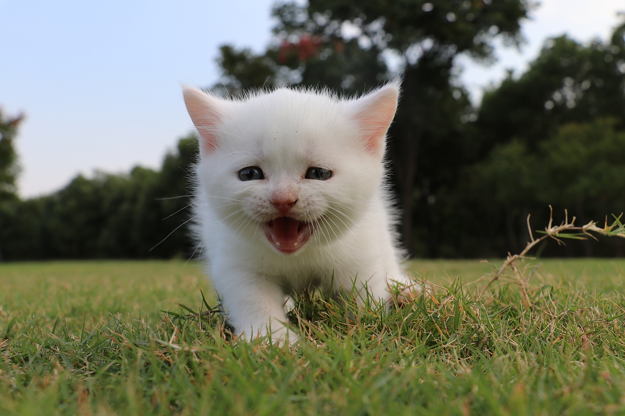 801英短纯白-母-34day565g双血统 纯白英短