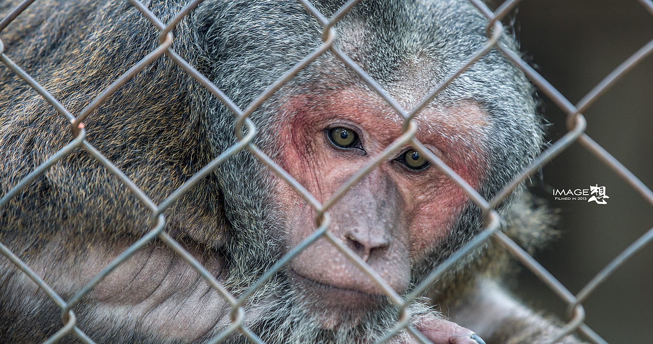 《如果...关在笼子里的是我们》