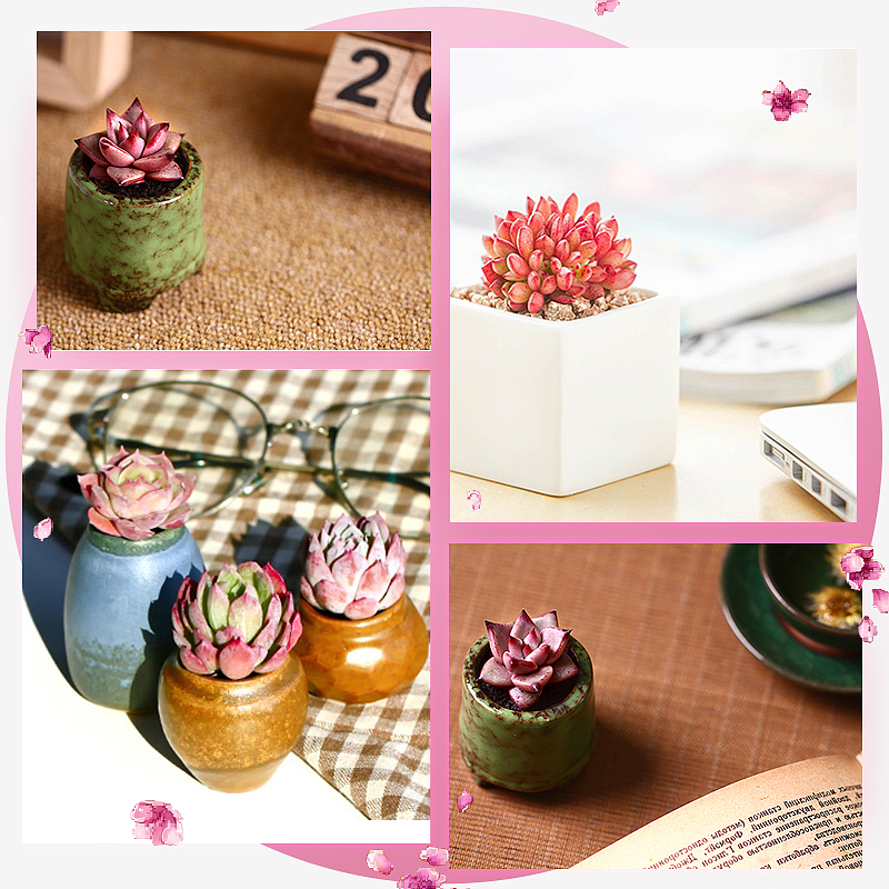 多肉主图（图ZMTgzMzkzMjAw） - 电商 - 站酷设计师苍梧弥泥原创素材 - 站酷ZCOOL