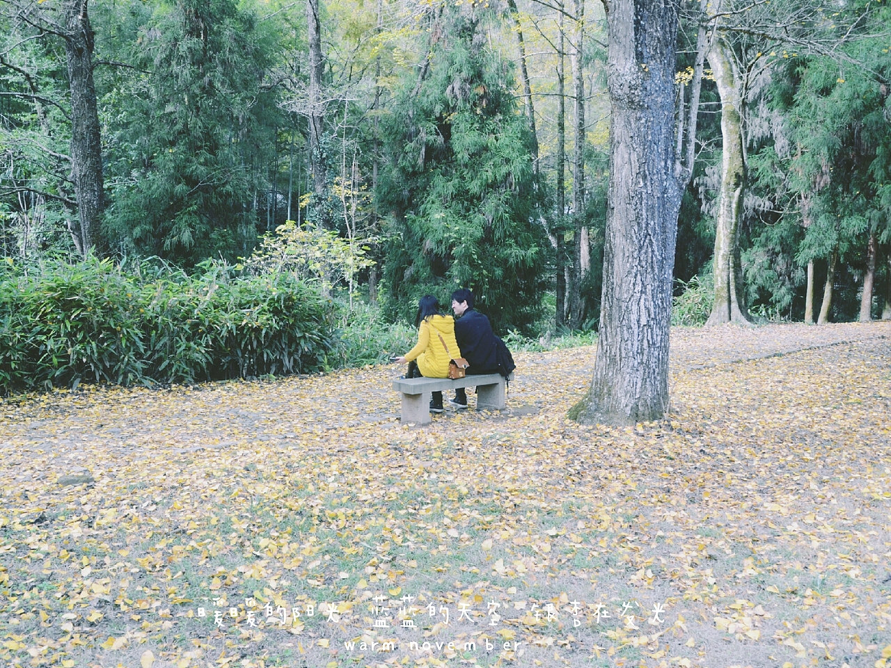 银杏（图ZOTgxNzUyMDQ=） - 风光摄影 - 站酷设计师爱摄影的五花肉原创素材 - 站酷ZCOOL