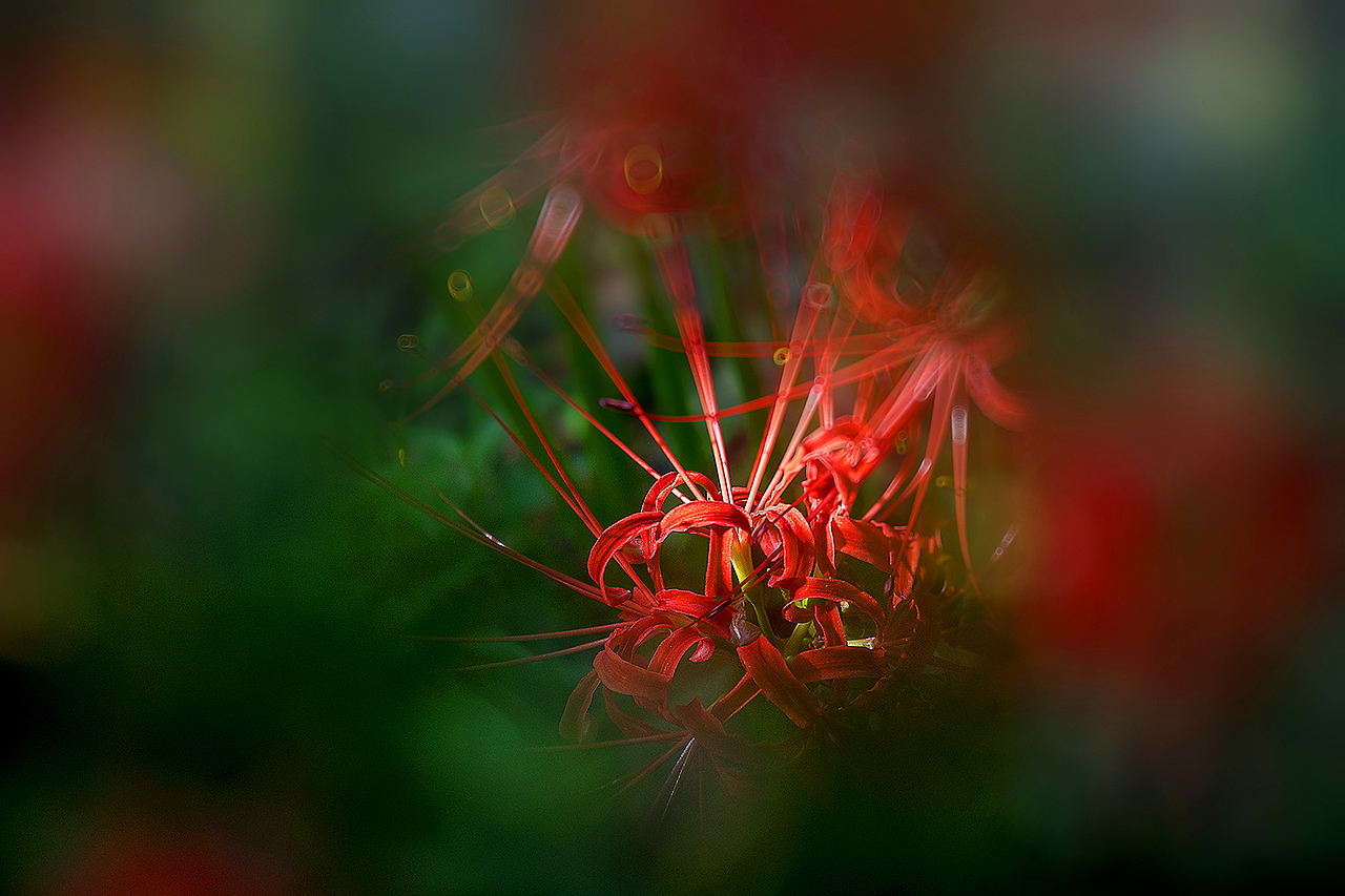 【彼岸花Red Spider Lily】（图ZMTc3MDI1NjUy） - 风光摄影 - 站酷设计师老陆逍遥原创素材 - 站酷ZCOOL