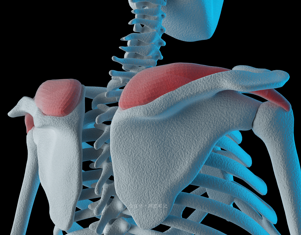 躯干肌肉（图ZMjc2NzY0NjM2） - 人物/生物 - 站酷设计师雕塑笔记原创素材 - 站酷ZCOOL