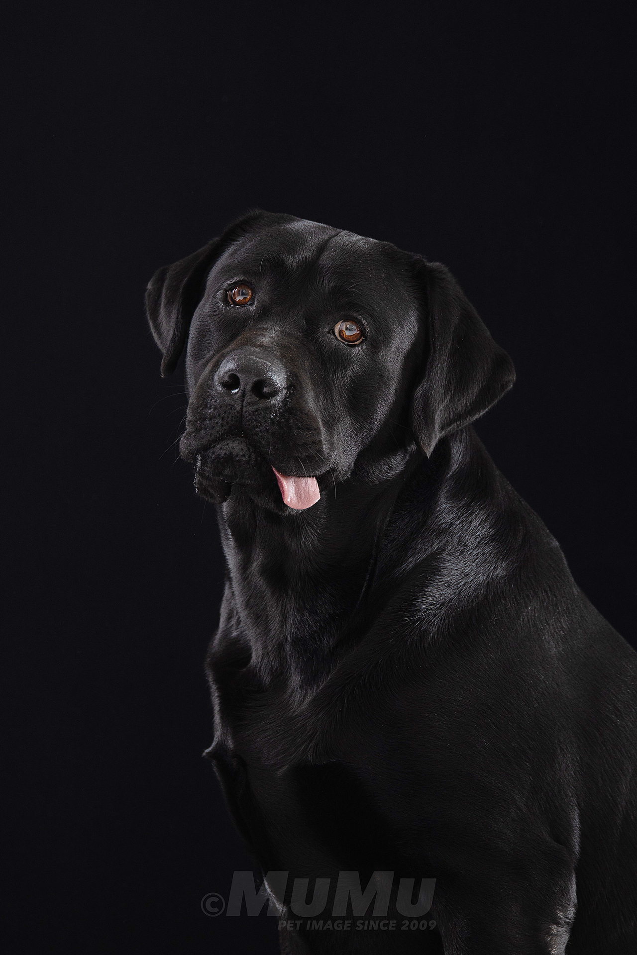 穆牧摄影-宠物摄影(2020总结1)