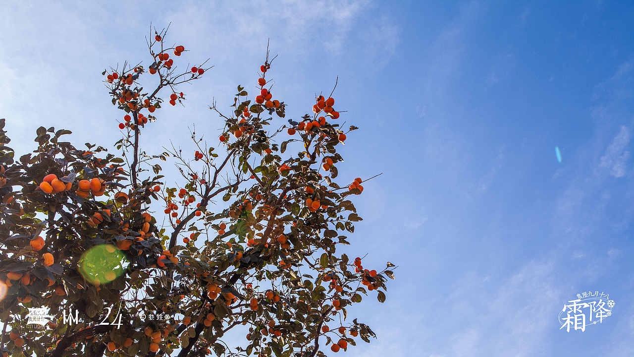 霜降 ｜ 好柿成霜，喜从天降。（图ZMjc0OTcyMDQ4） - 风光摄影 - 站酷设计师豹四原创素材 - 站酷ZCOOL