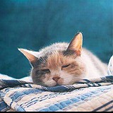 睡罐头里的猫的头像