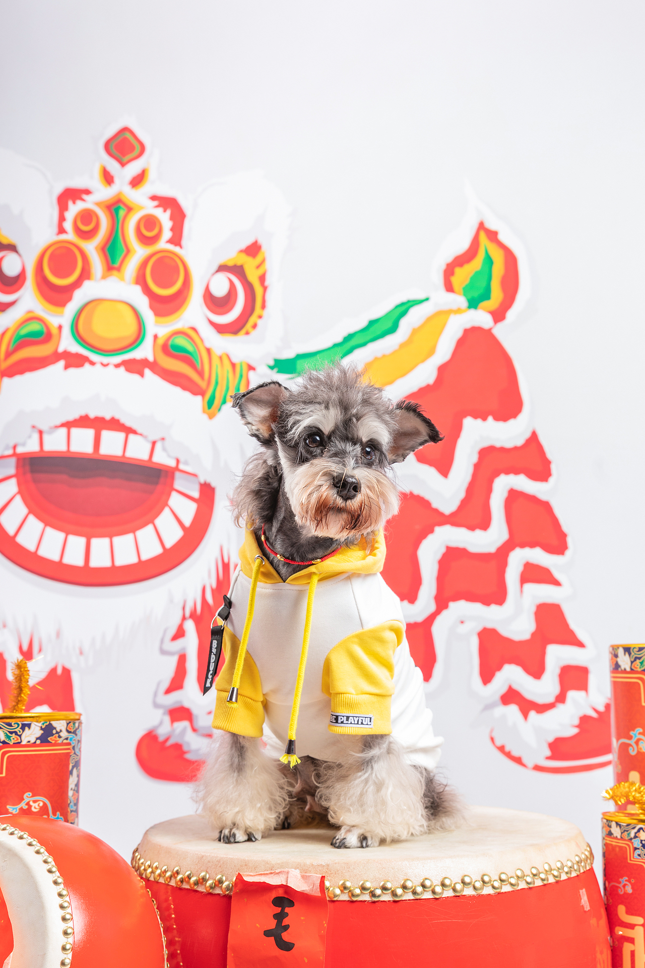 宠物摄影/宠物肖像/华南宠物展