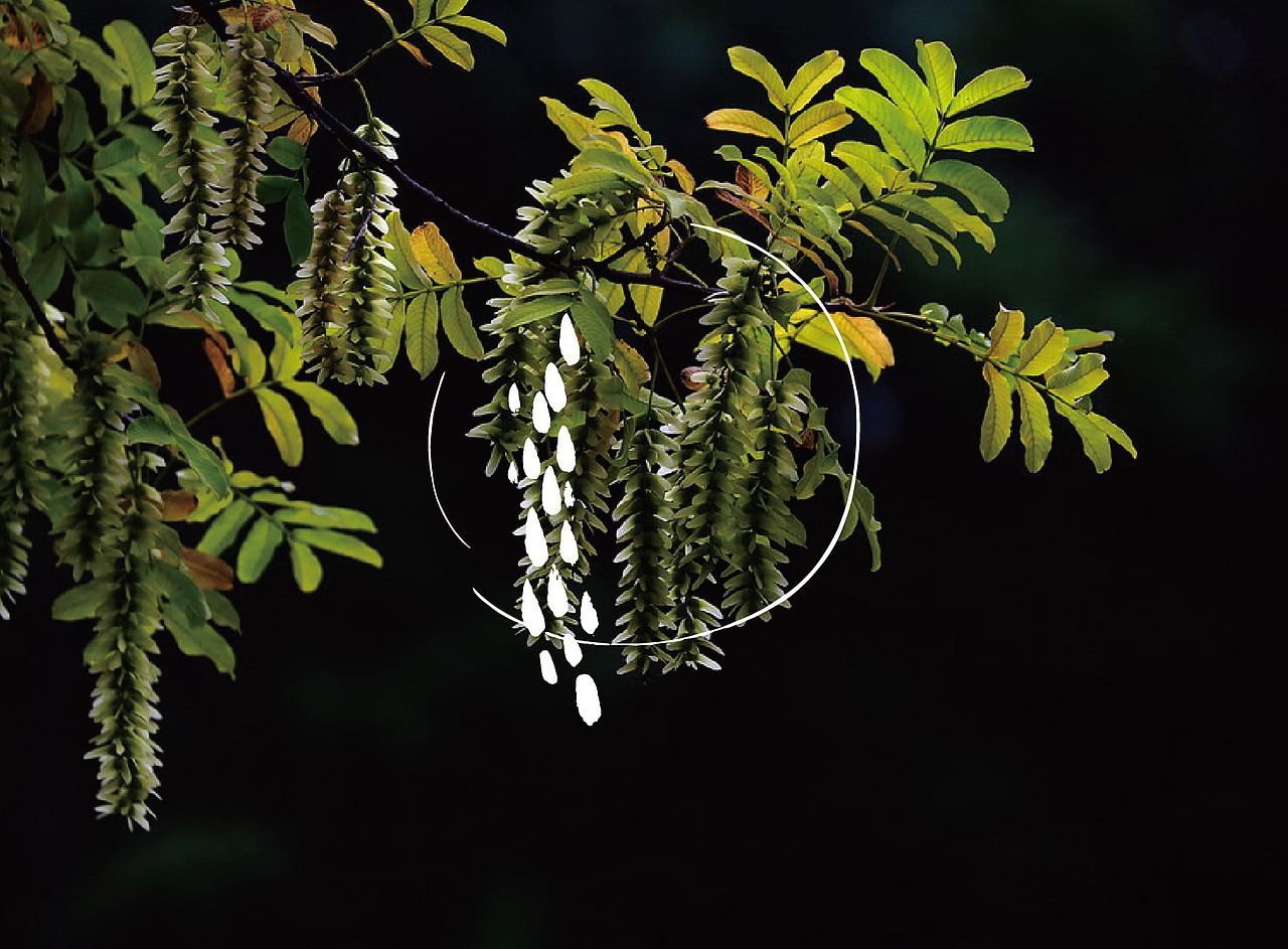 茶叶标志（图ZMTI5NTU0MTY=） - Logo - 站酷设计师郭玉龙原创素材 - 站酷ZCOOL