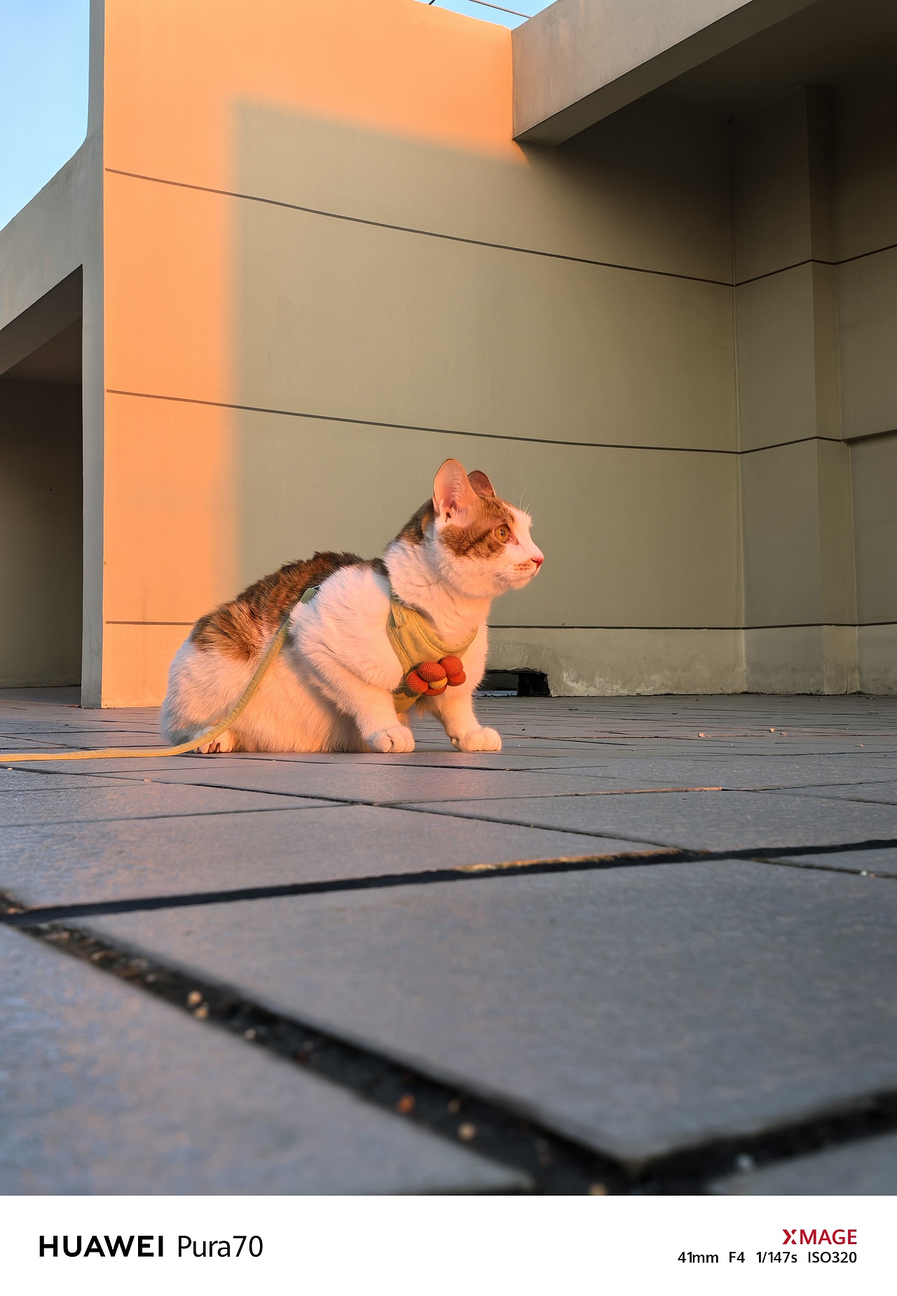 日常拍摄-张豆包