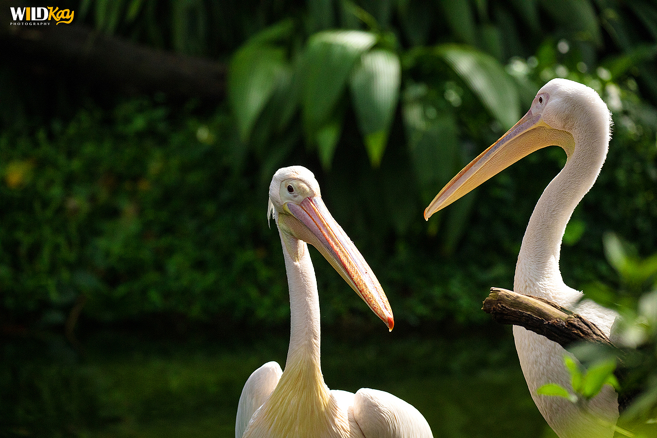 《生命和爱365》合集 I（图ZMTg0NTAwNzg4） - 宠物摄影 - 站酷设计师WildKay原创素材 - 站酷ZCOOL