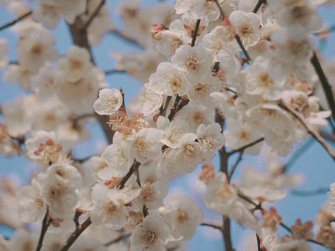 杭州西溪湿地公园梅花