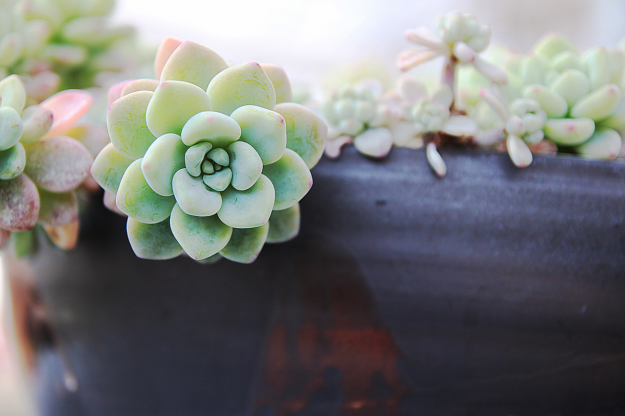 多肉的世界（图ZNzU2MjYzODA=） - 产品摄影 - 站酷设计师偷腥猫儿原创素材 - 站酷ZCOOL