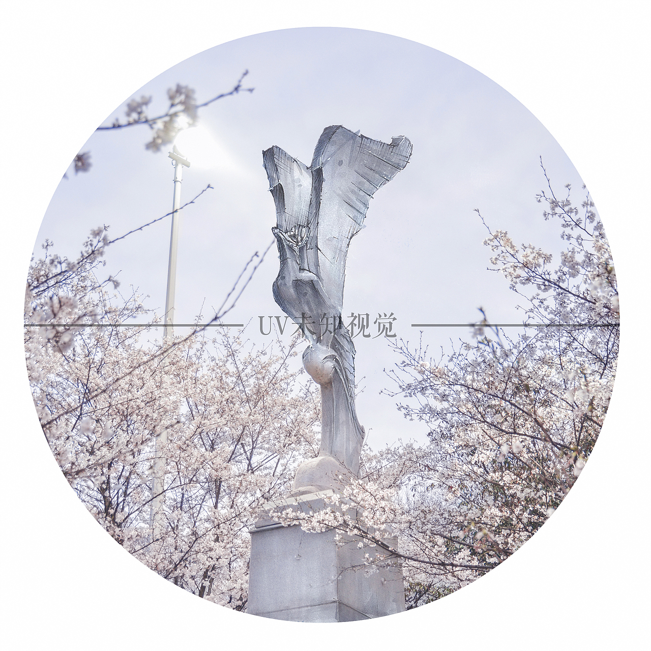 三月武大樱花季,手绘遇上摄影