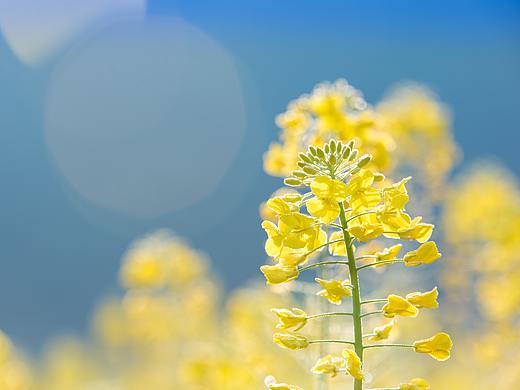 2018婺源油菜花