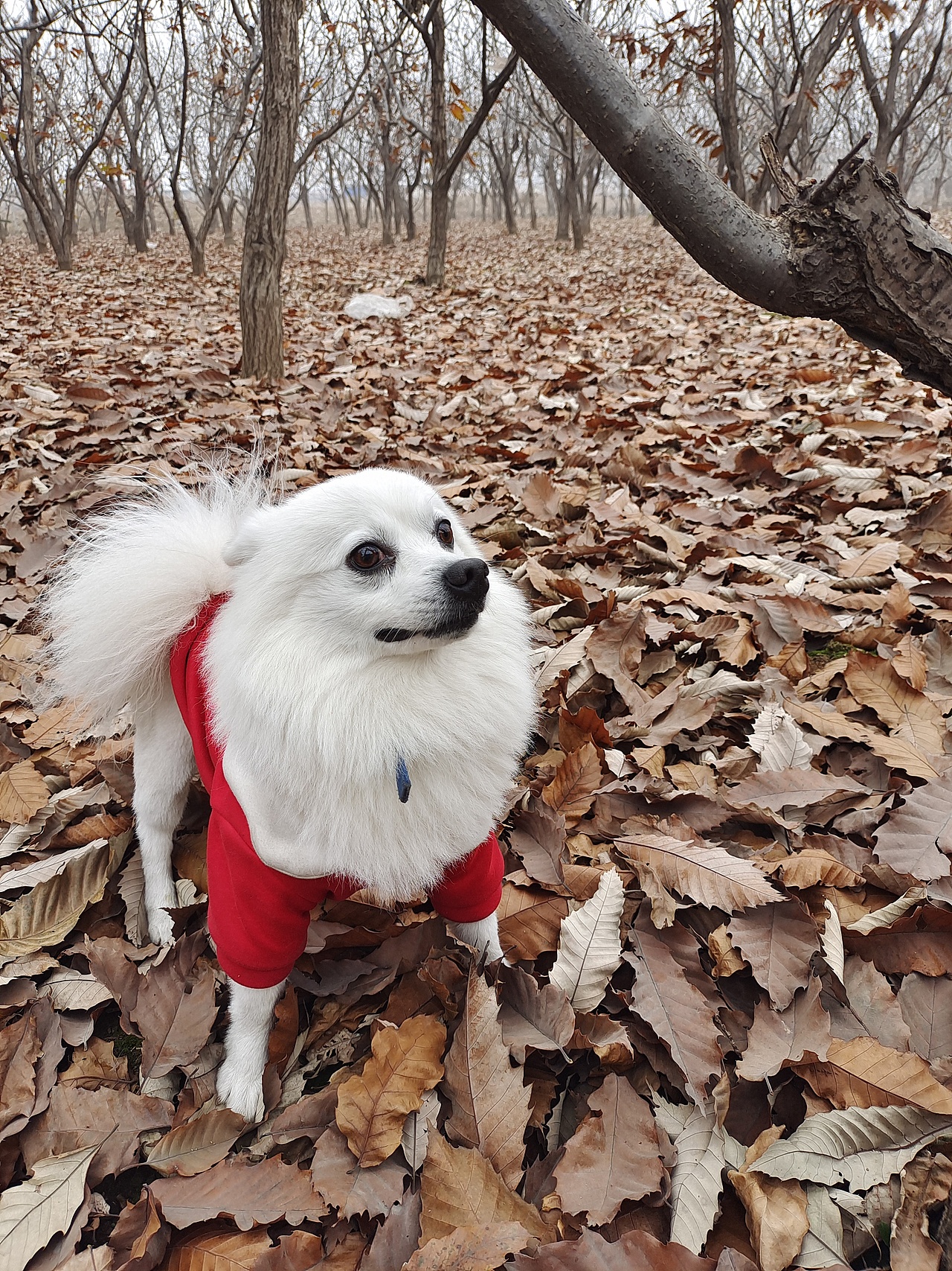 宠物生活照