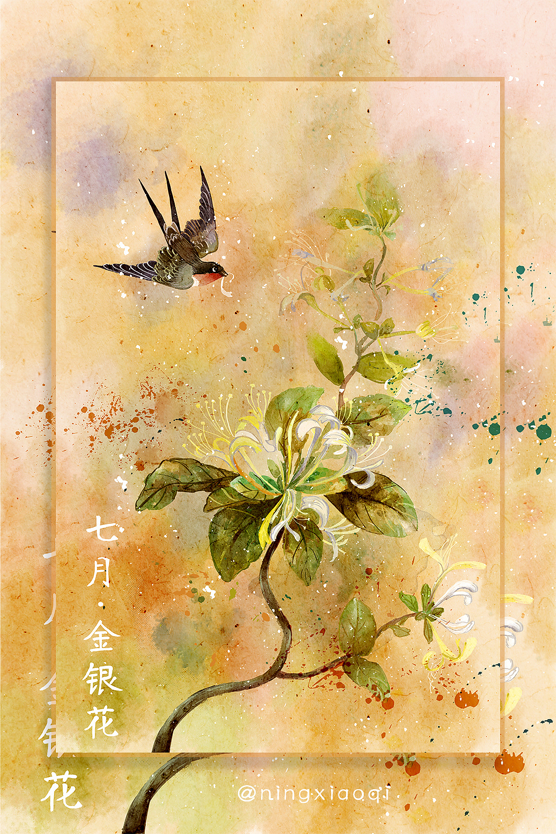 水彩花鸟——七月金银花