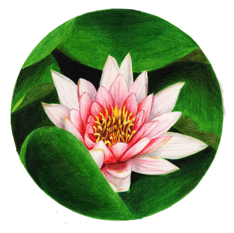 驴大萌彩铅教程172手绘荷花睡莲