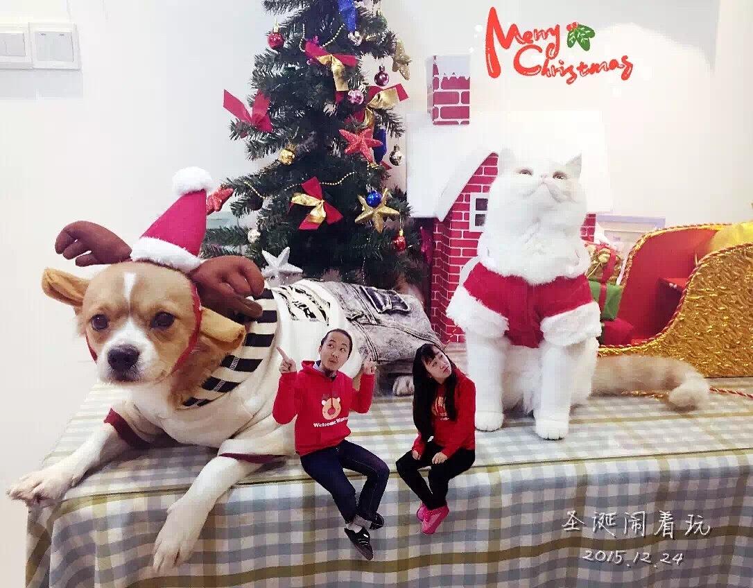 逗比的圣诞节自娱自乐（图ZNDE5ODEwMjA=） - 宠物摄影 - 站酷设计师晓包子原创素材 - 站酷ZCOOL