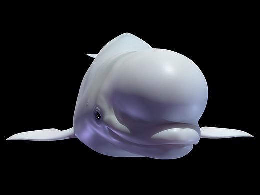 海洋动物模型制作-白鲸