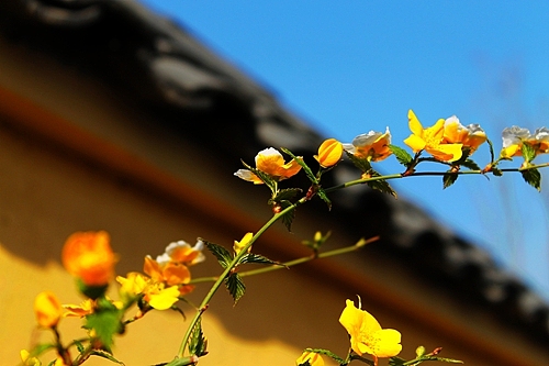 青岛世园会千桃园风景