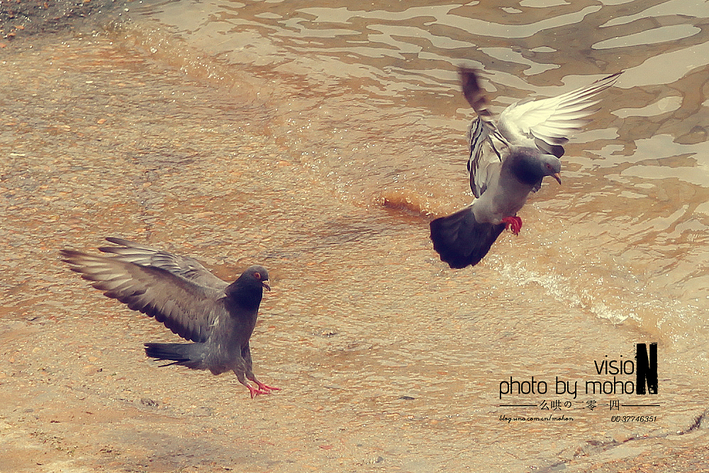 【2014游】猫眼看青岛