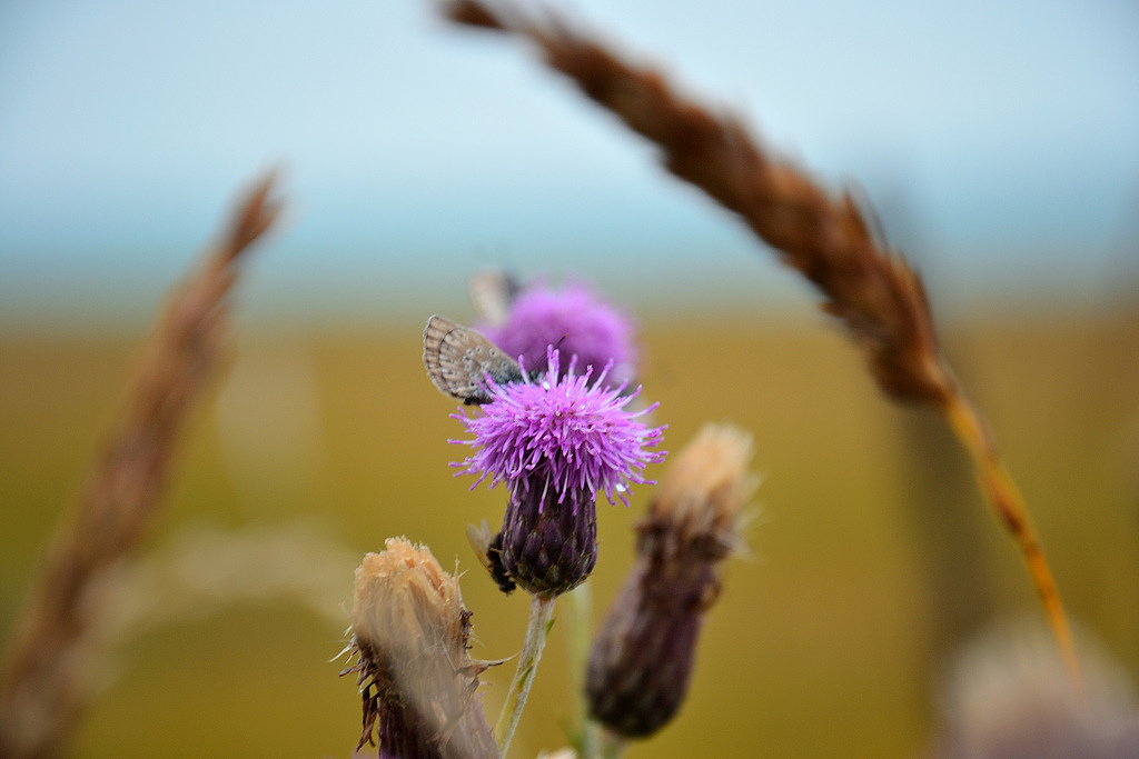 高原風(fēng)光（圖ZNDEyNjg3Mg==） - 風(fēng)光攝影 - 站酷設(shè)計師reshaw原創(chuàng)素材 - 站酷ZCOOL