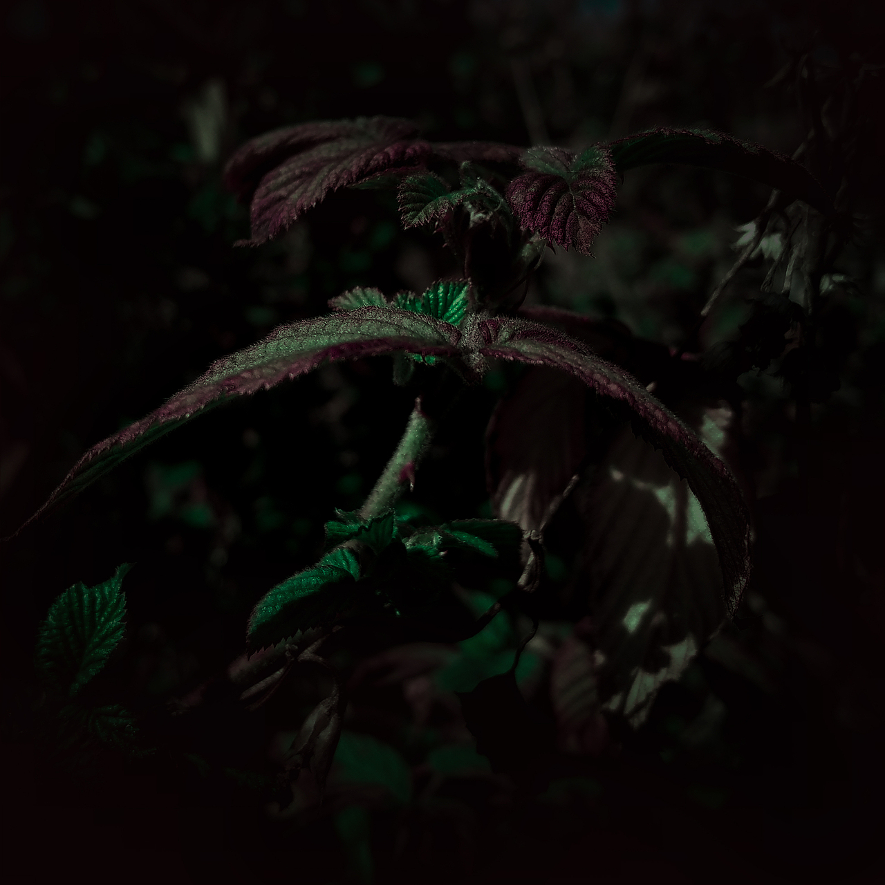 被忽视的自然美（图ZMTI0OTU3Njg0） - 风光摄影 - 站酷设计师Jauver原创素材 - 站酷ZCOOL