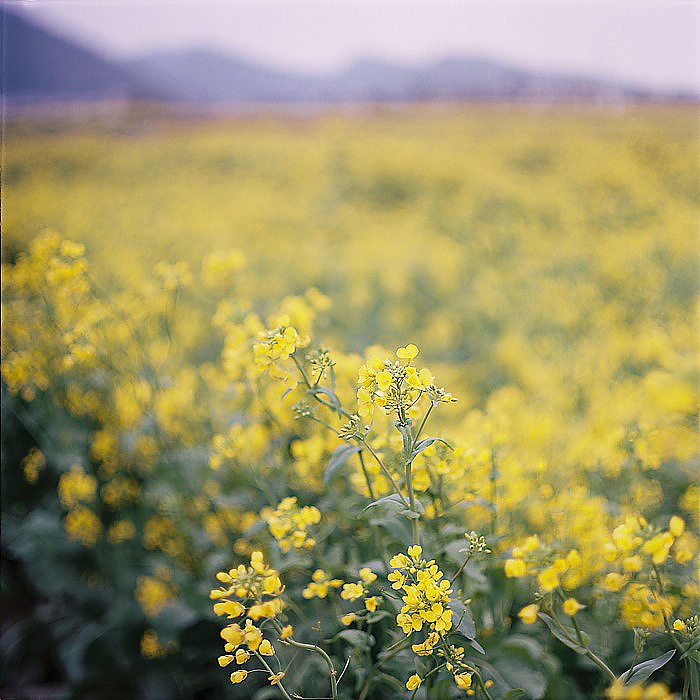 家常便饭一般的油菜花