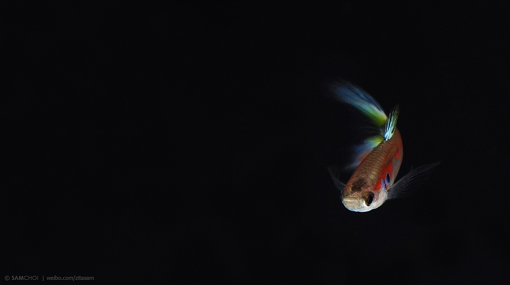 我家的孔雀鱼7期