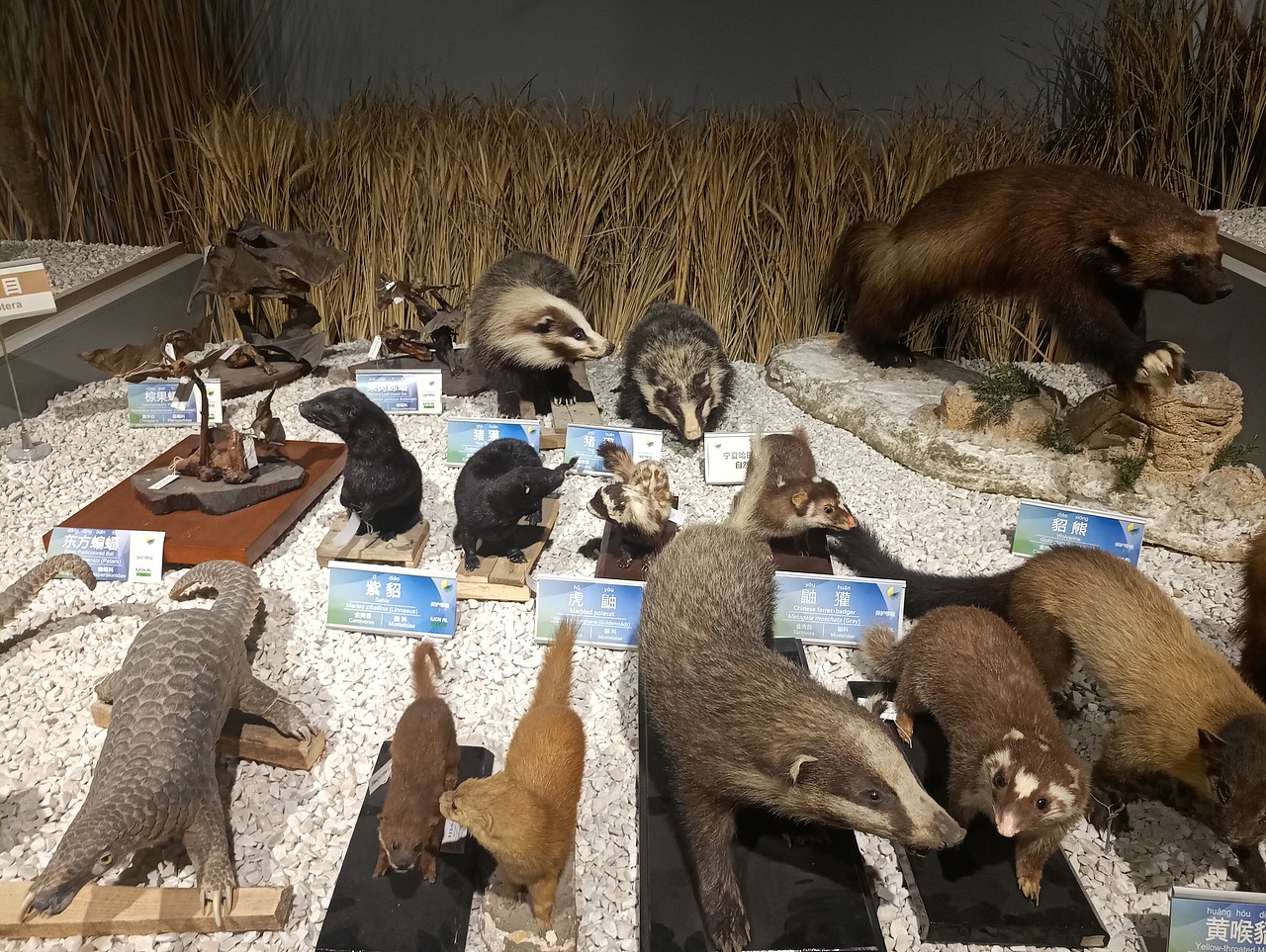 狐猴羊鼠（图ZMTc0NTY1NjEy） - 宠物摄影 - 站酷设计师共赏繁华原创素材 - 站酷ZCOOL