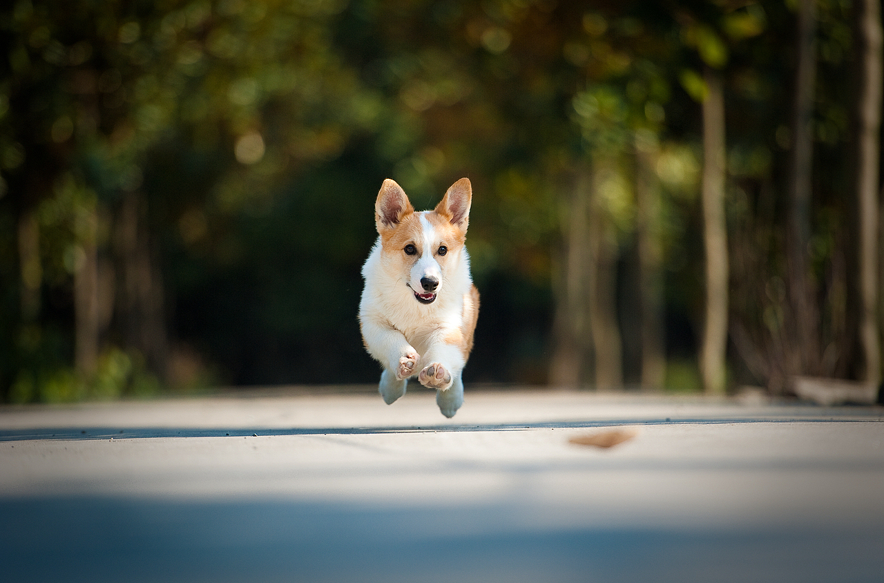【恐龙】宠物摄影2月上半月拍摄作品