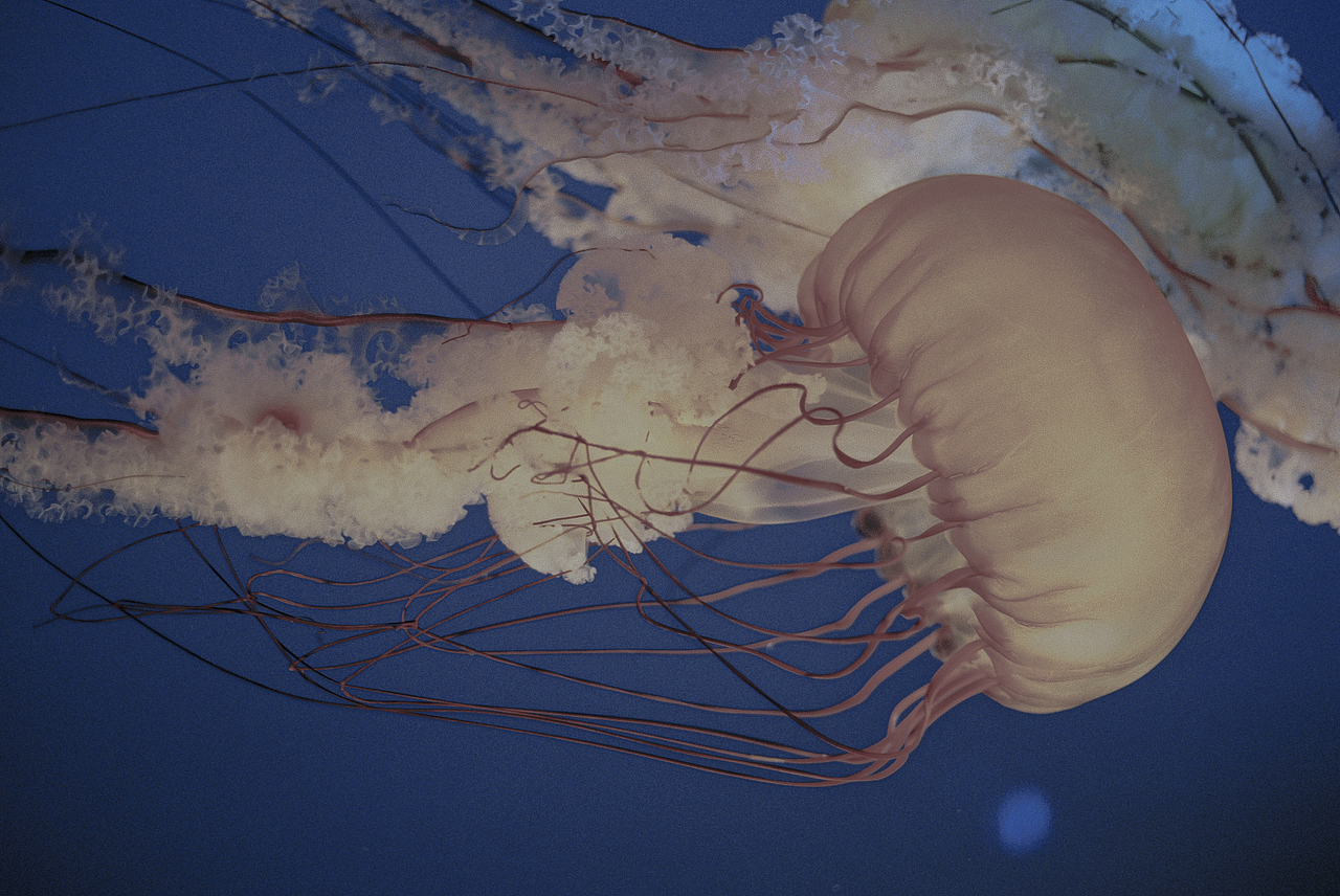 Fall in blue.（圖ZMTQ4NjU5NDgw） - 人像攝影 - 站酷設(shè)計(jì)師hi椰樹原創(chuàng)素材 - 站酷ZCOOL