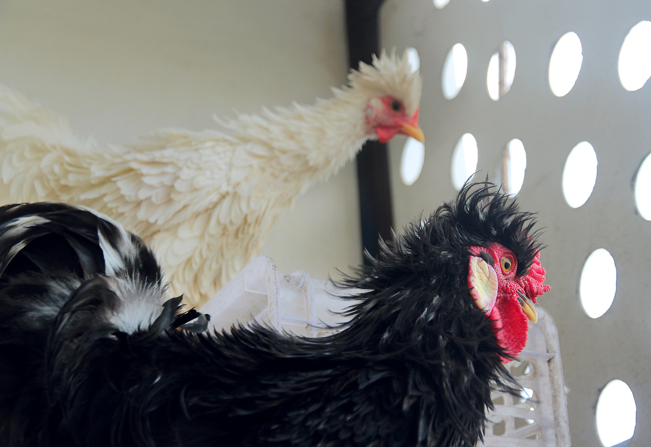 五德禽（圖ZMTA1MjA3MjY4） - 寵物攝影 - 站酷設(shè)計(jì)師風(fēng)陵師太原創(chuàng)素材 - 站酷ZCOOL