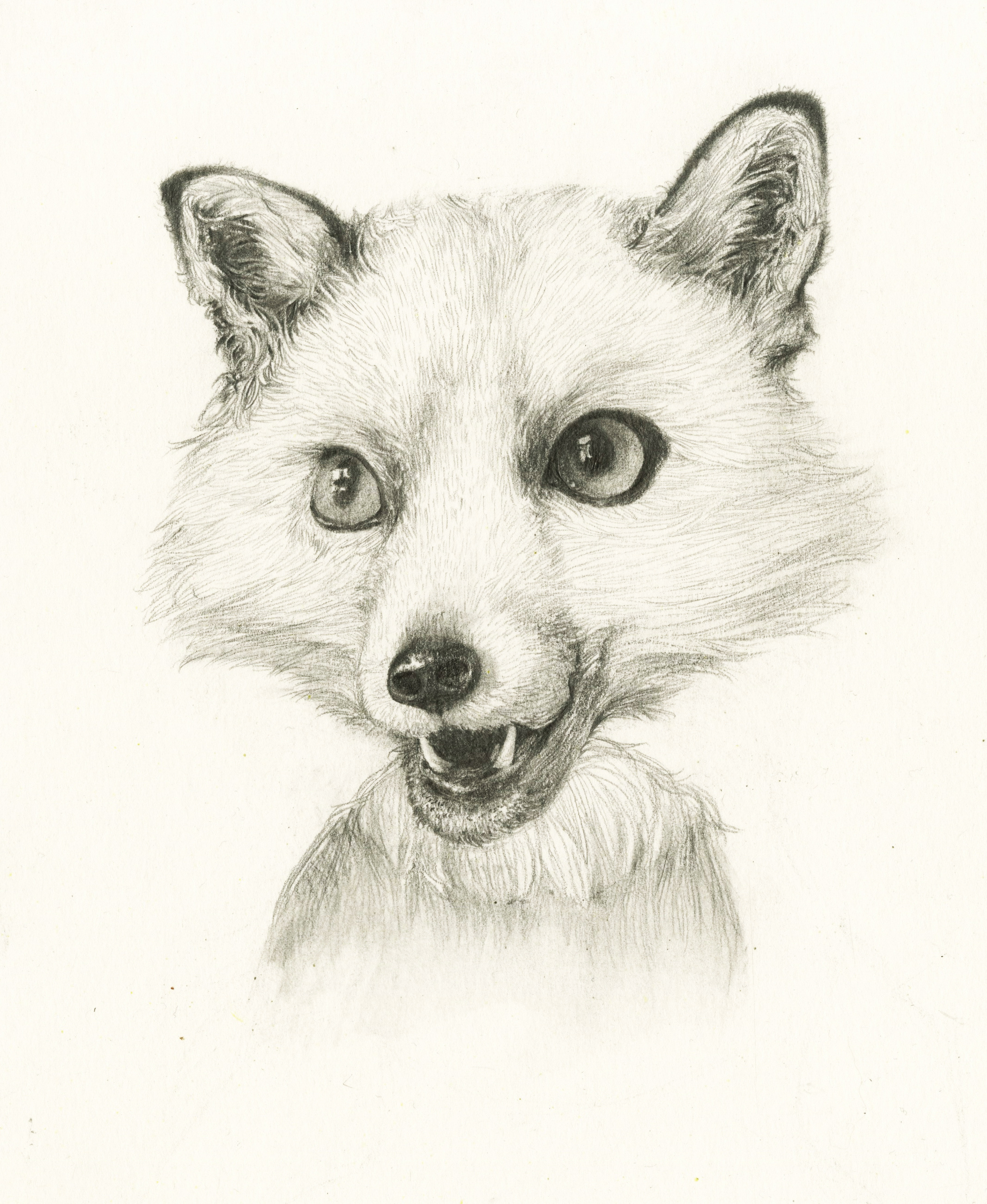 北极狐的名字叫青筝|插画|创作习作|青筝儿 - 原创作品 - 站酷 (zcool