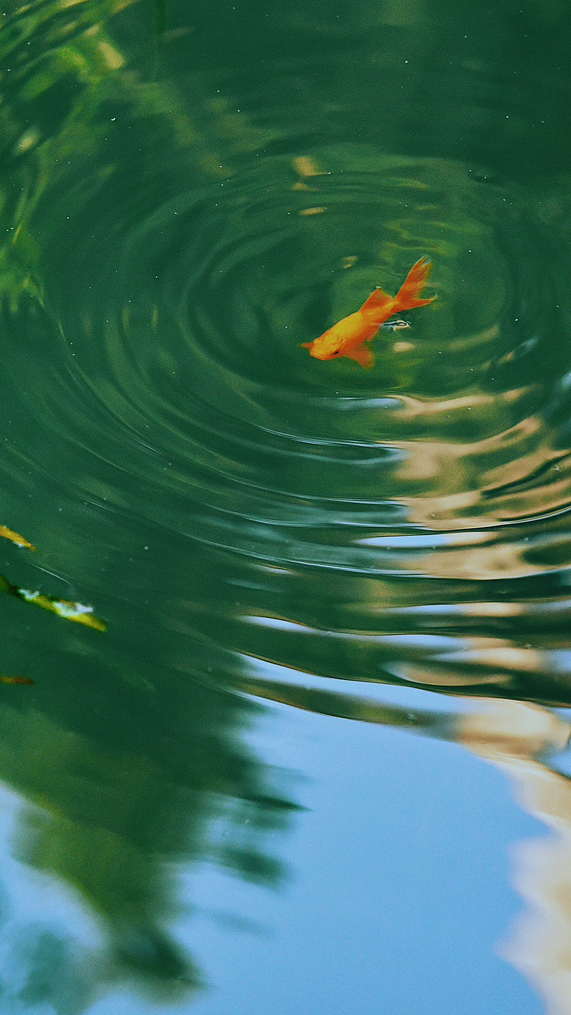 鱼之乐 ｜东方意境摄影（图ZMzQxMTIzMjc2） - 宠物摄影 - 站酷设计师安小隅原创素材 - 站酷ZCOOL