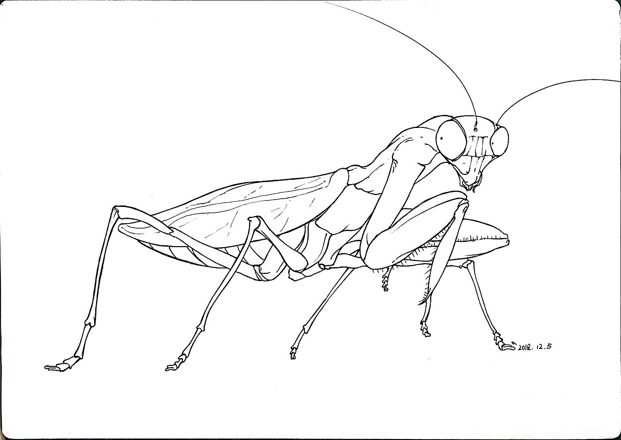 昆虫画法 复杂图片