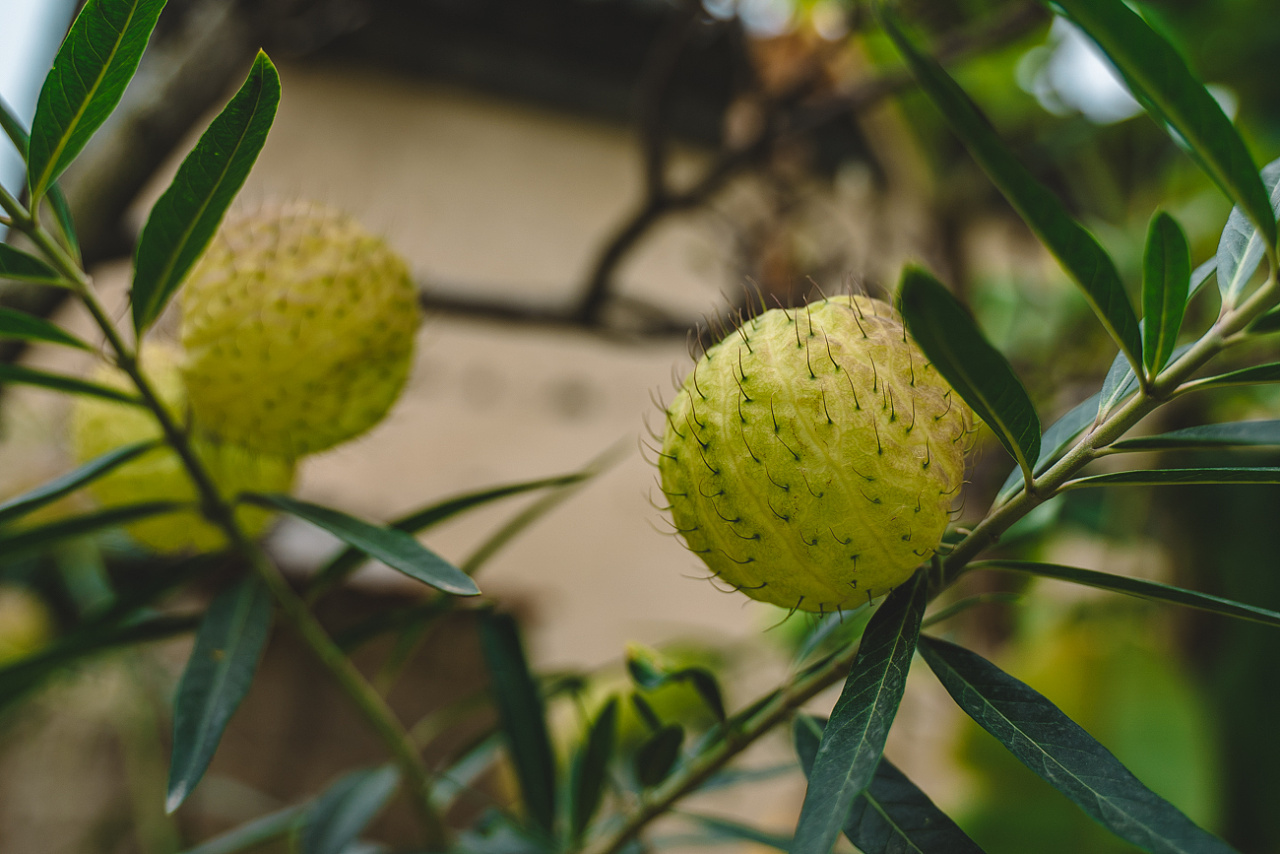难得一见的气球果,又叫钉头果,当地人说可以入药.