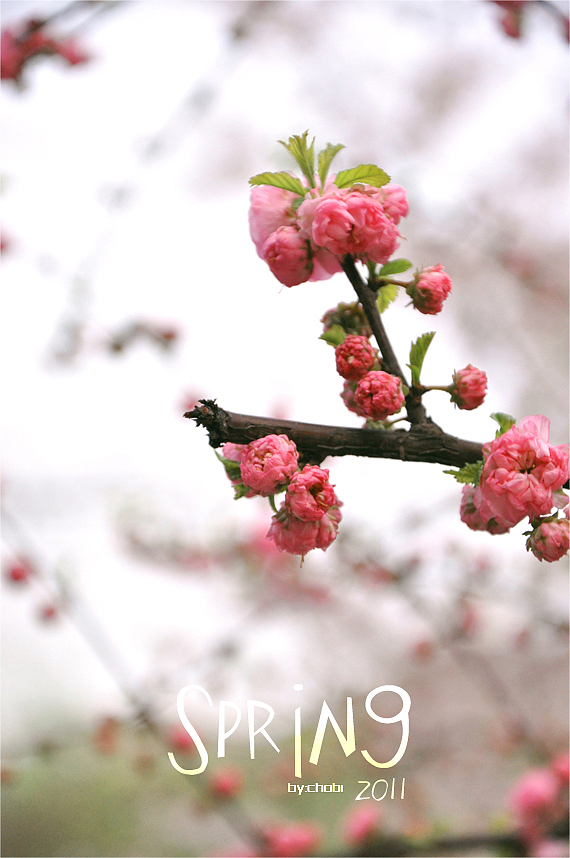 春天的随便乱照（图ZMjk5MjU2NA==） - 风光摄影 - 站酷设计师chobi原创素材 - 站酷ZCOOL