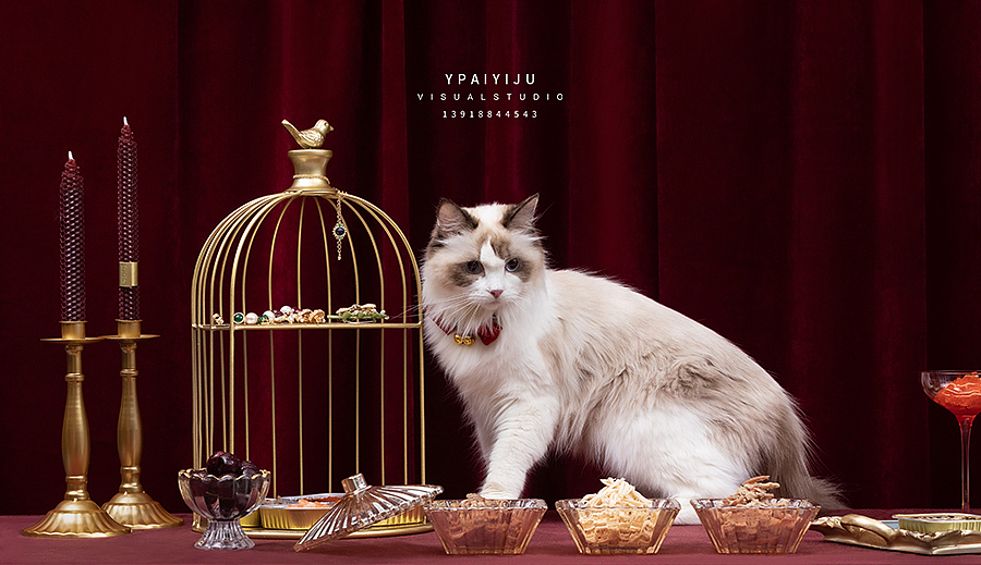 产品摄影-产品视频-宠物猫粮狗粮(图ZMTk5Nzk0NTI0) - 产品摄影 - 站酷设计师杭州简俊文化传媒原创素材 - 站酷ZCOOL