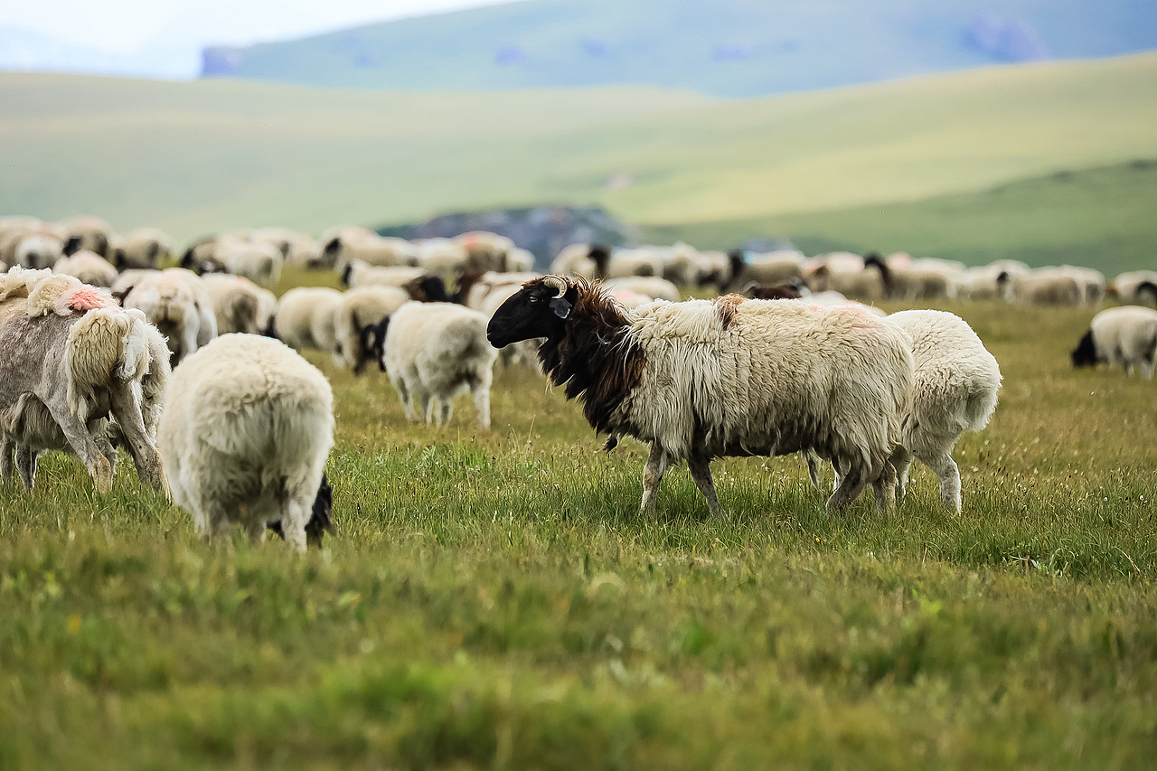 巴音布鲁克黑头羊养殖基地