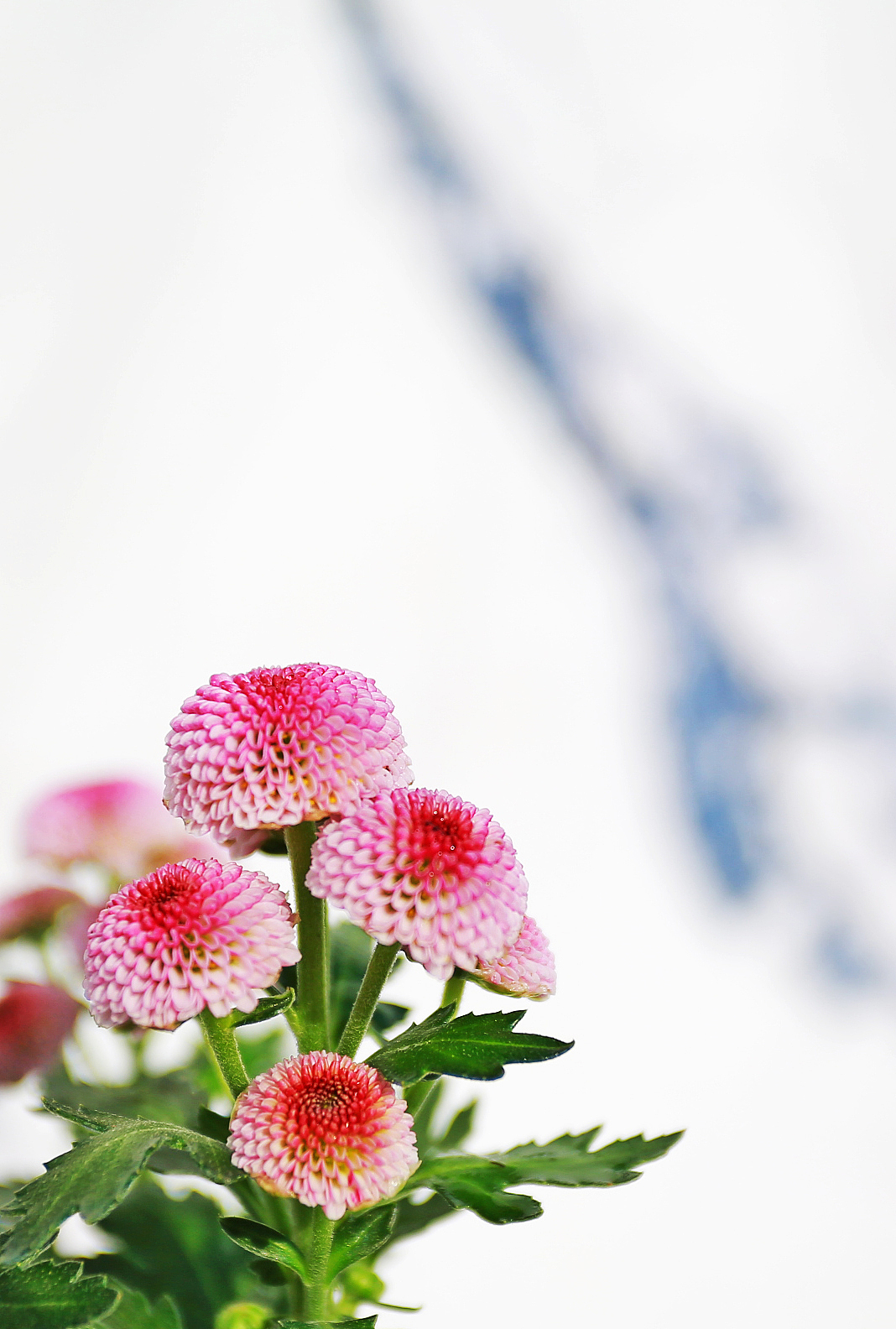 【溪隐创意】冬日里的那些小可爱（图ZMTM2NDYxNDky） - 产品摄影 - 站酷设计师溪隐创意原创素材 - 站酷ZCOOL