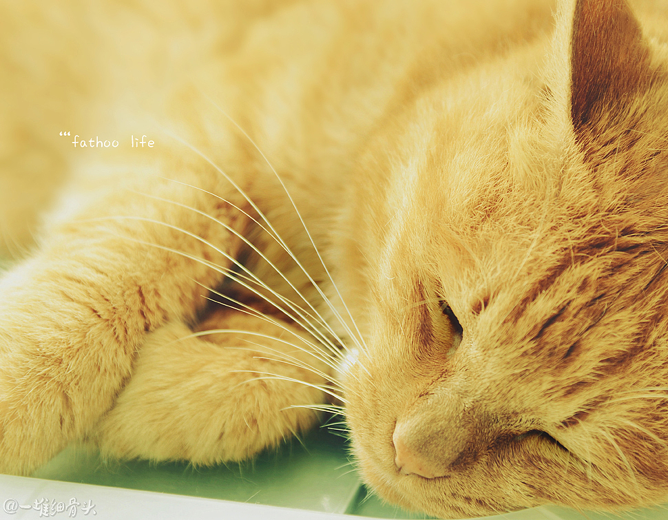 胖虎的日常（一）消魂睡姿集锦（图ZNTM1NTk2Mjg=） - 宠物摄影 - 站酷设计师baggiokiva原创素材 - 站酷ZCOOL