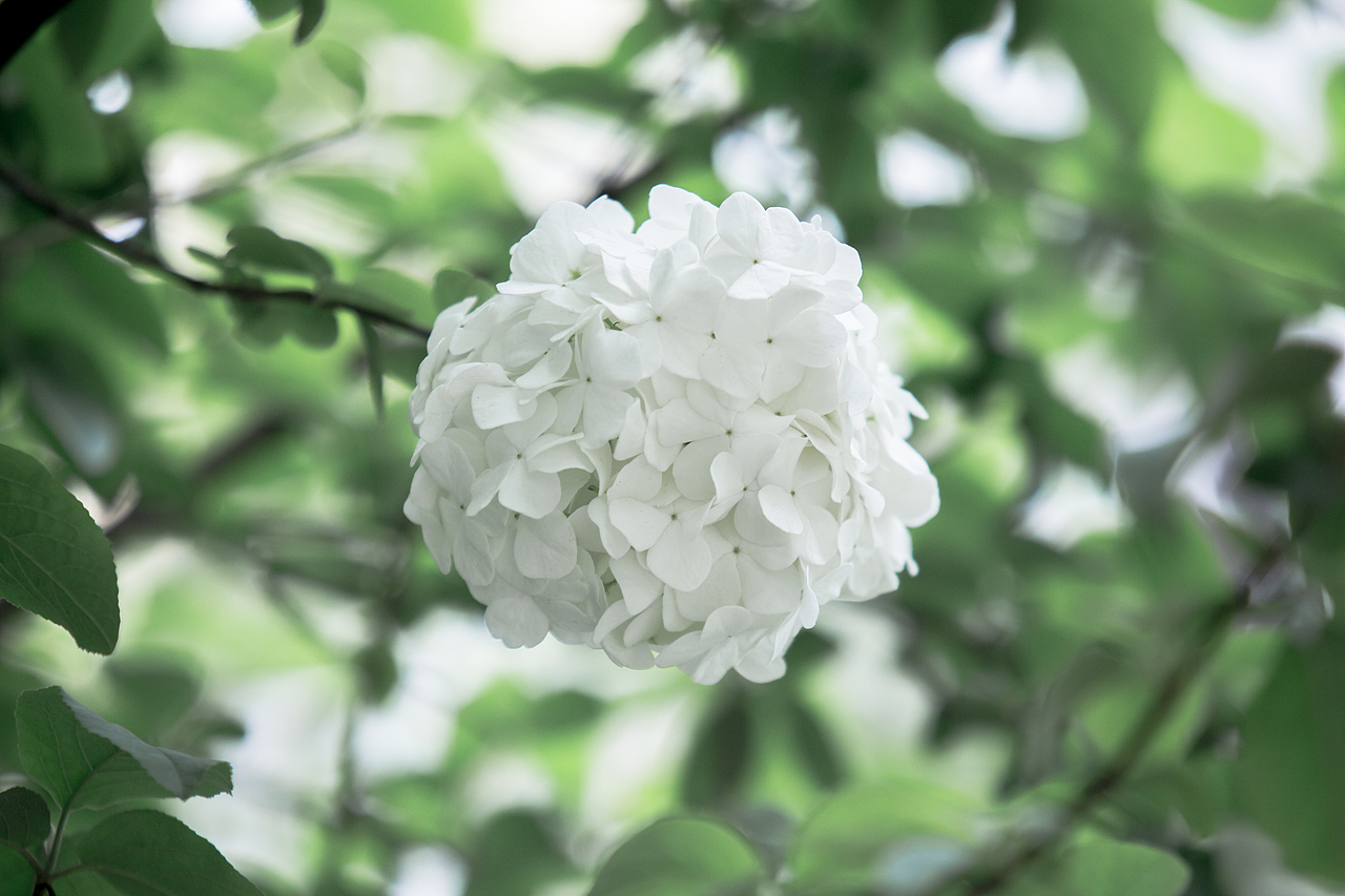 PURE WHITE（图ZNDYyNjY3NDQ=） - 风光摄影 - 站酷设计师浮沉流星原创素材 - 站酷ZCOOL