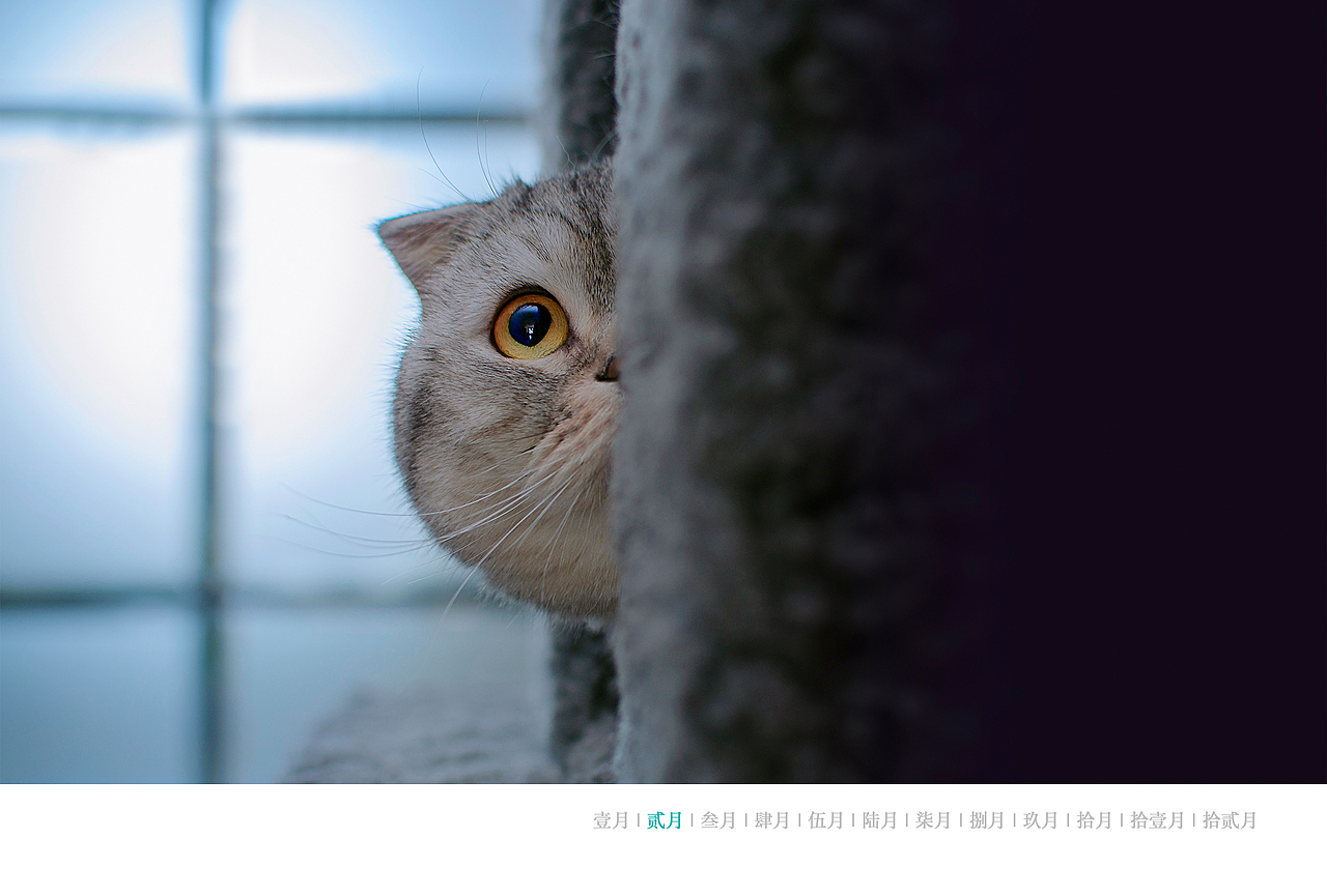 【動物照相館】肉松 美短折耳（图ZMTcxNzk3ODA0） - 宠物摄影 - 站酷设计师温文尔雅GJ原创素材 - 站酷ZCOOL