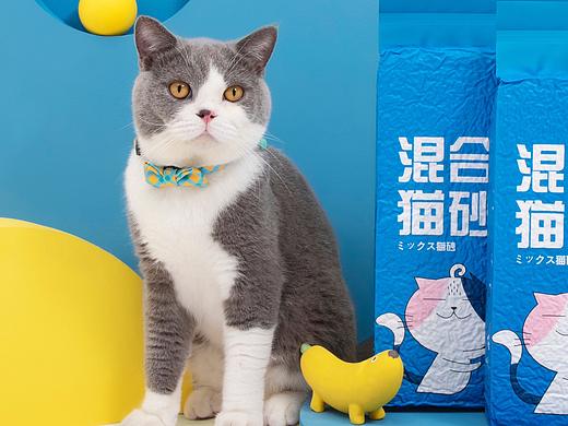 倔强尾巴宠物用品摄影