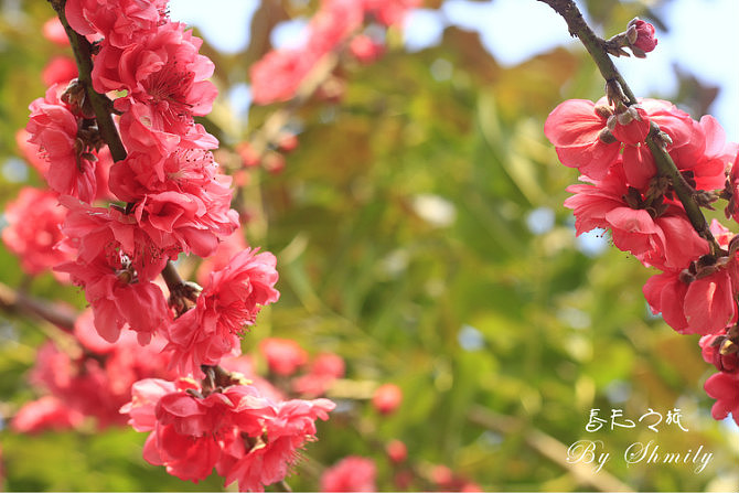 厦门三月桃花开