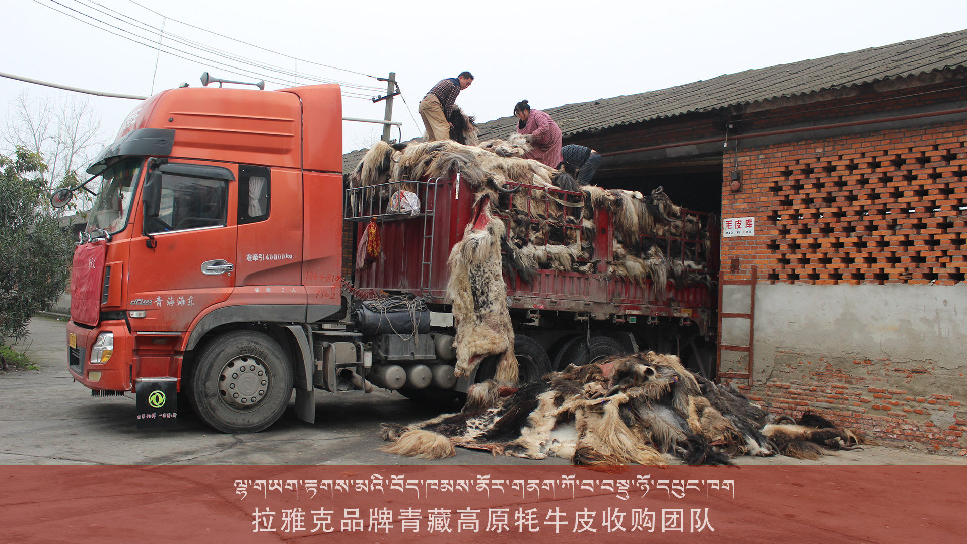 2018拉雅克品牌青藏高原牦牛皮收购团队