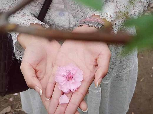 桃花涧&天适樱花